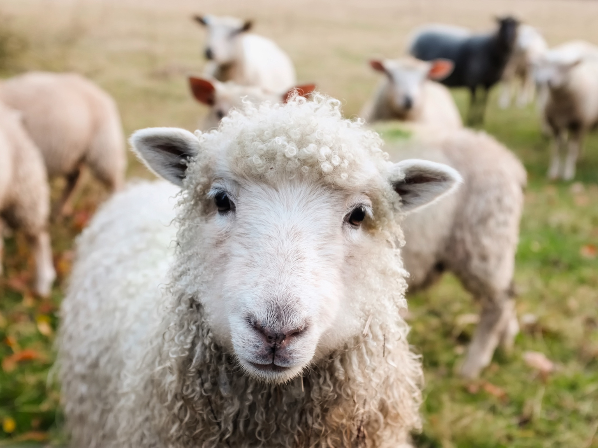 A blurred image of a flock of sheep in a field, focusing on one sheep looking directly at the camera